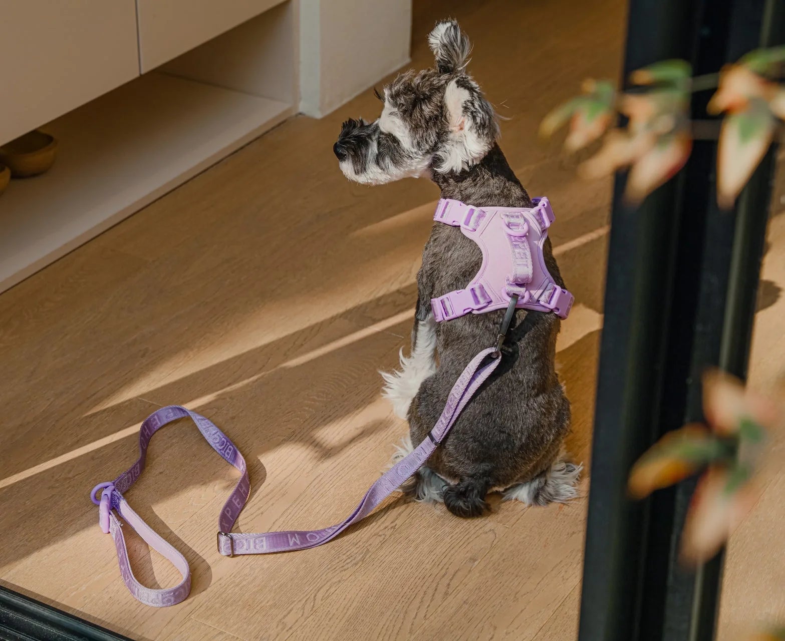 Mint purple padded dog leash beside a dog in a matching harness, resting on a wooden floor in natural light.