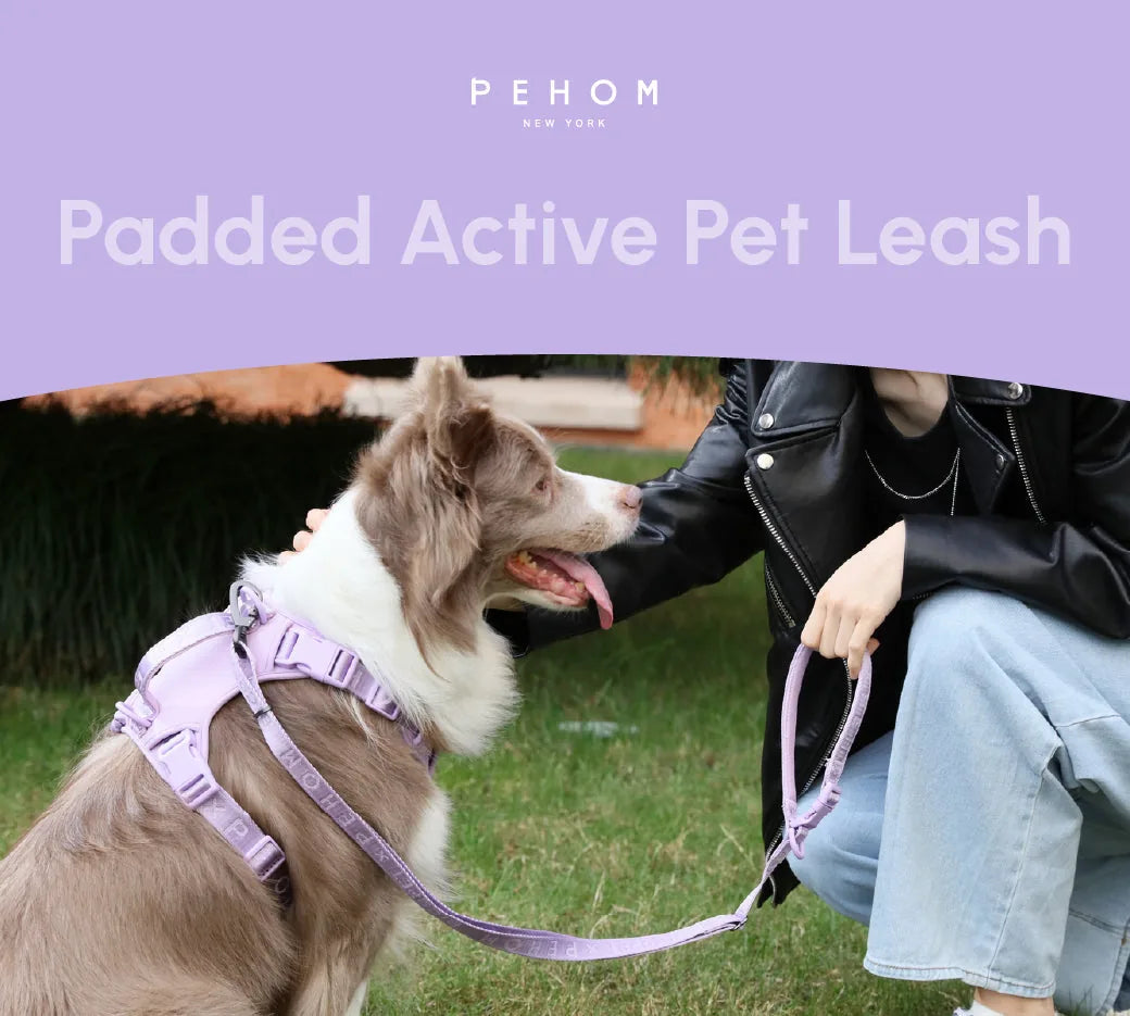 Padded active pet leash in mint purple held by a person beside a friendly dog on grass.