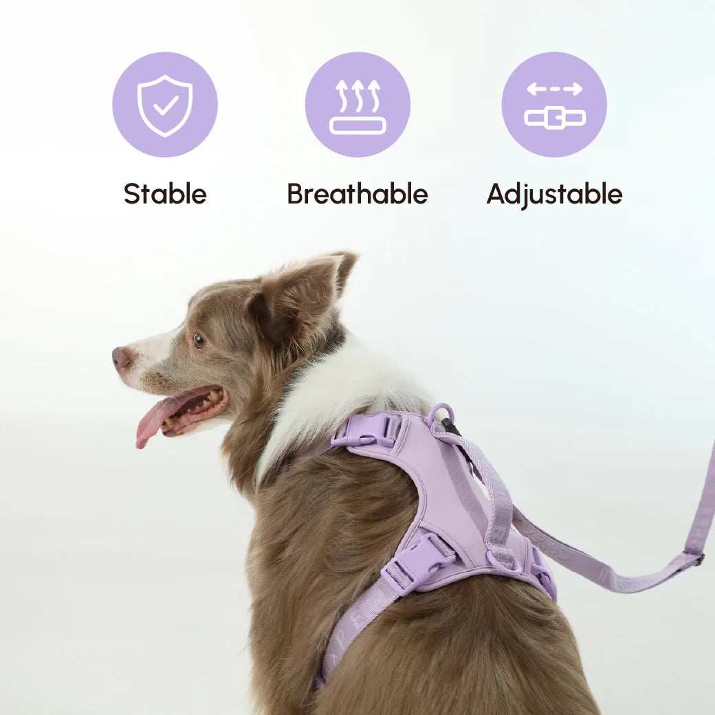 Padded active pet leash in mint purple, featuring adjustable straps and a breathable design for comfort during walks.