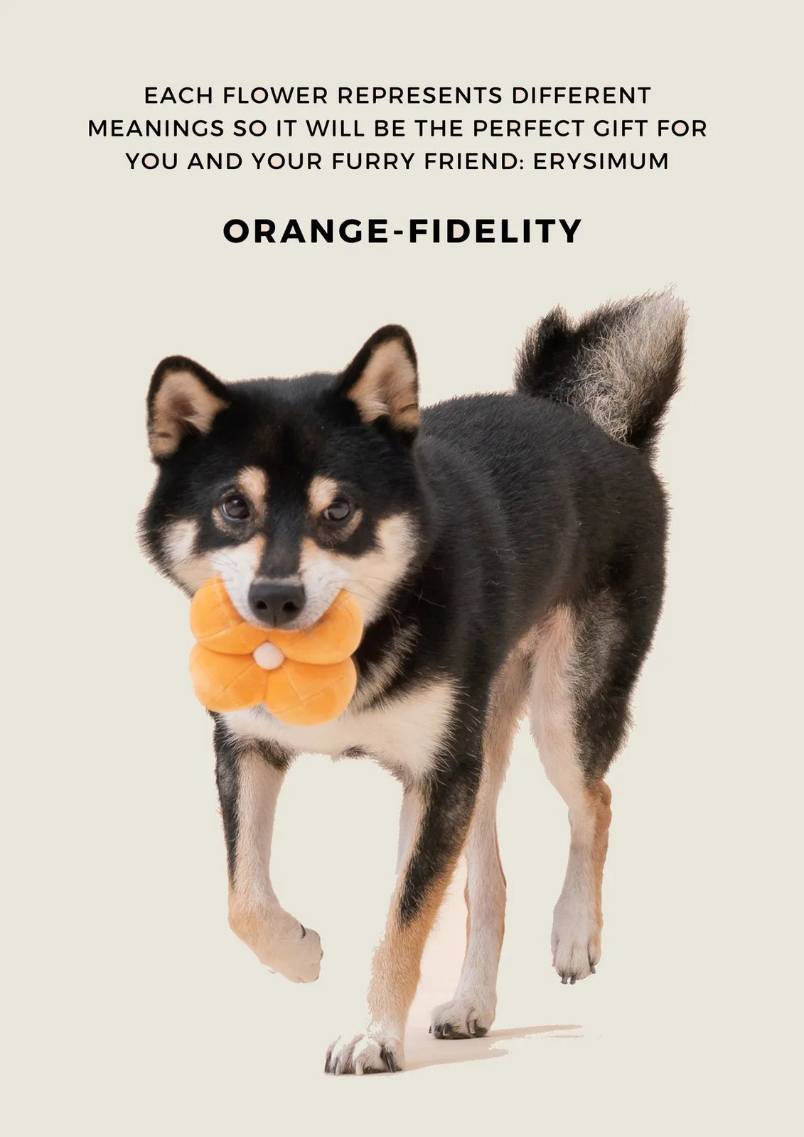 Black and tan dog happily carries a plush orange flower-shaped toy in its mouth, showcasing its playful nature.