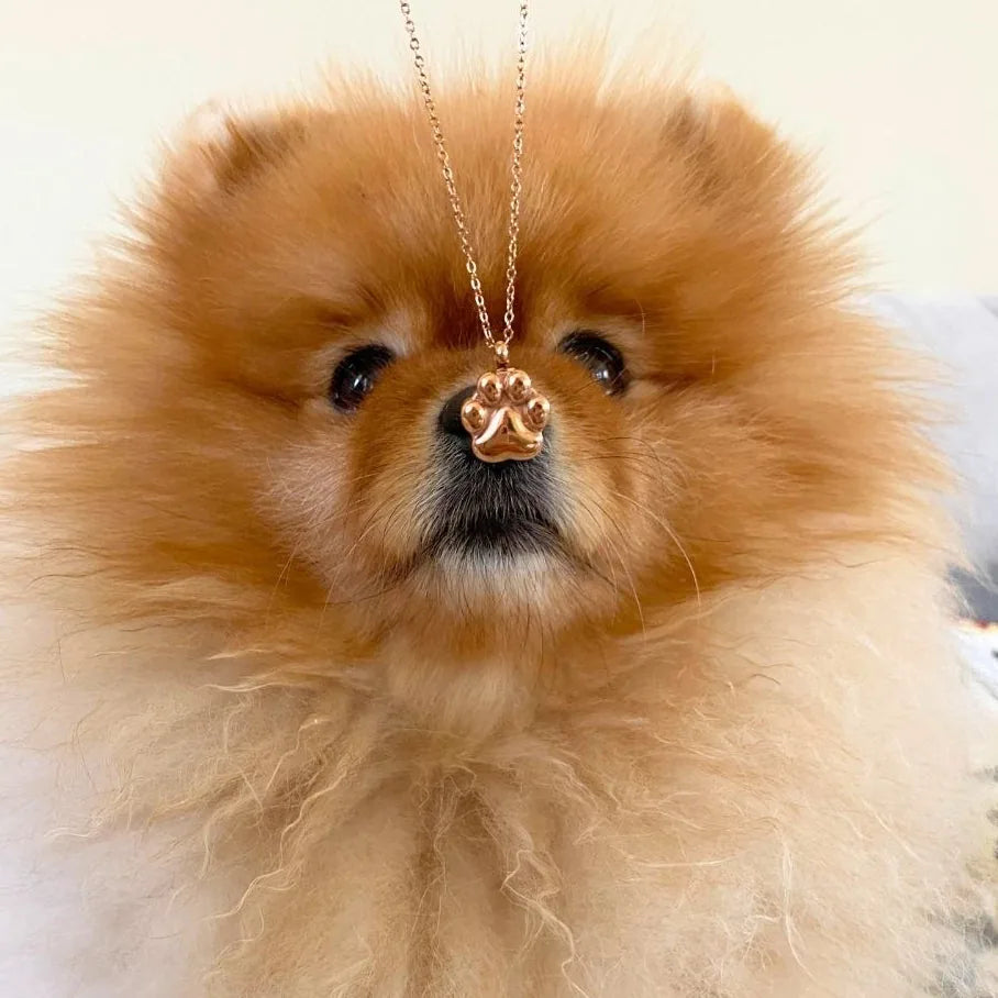 Paw print cremation necklace in rose gold resting on a fluffy Pomeranian, symbolizing cherished pet memories.