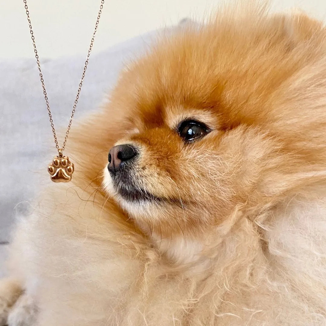 Rose gold paw print cremation necklace hangs near a fluffy orange dog, symbolizing cherished pet memories.