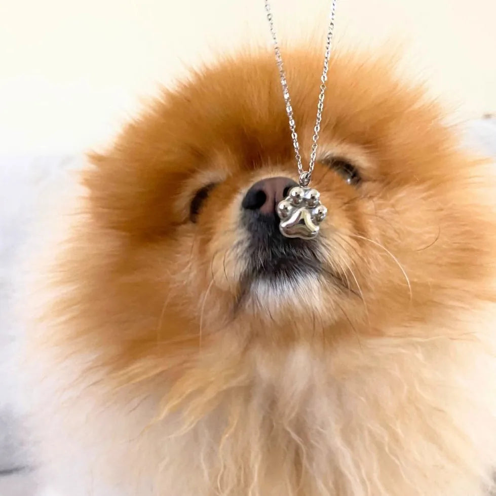 Silver paw print cremation necklace for dog ashes hanging in front of a Pomeranian's face with soft, fluffy fur.
