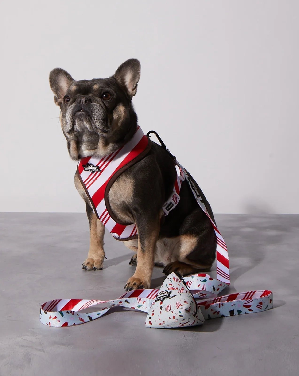 French Bulldog wearing a red and white striped harness beside a peppermint bark patterned dog leash on a gray surface.