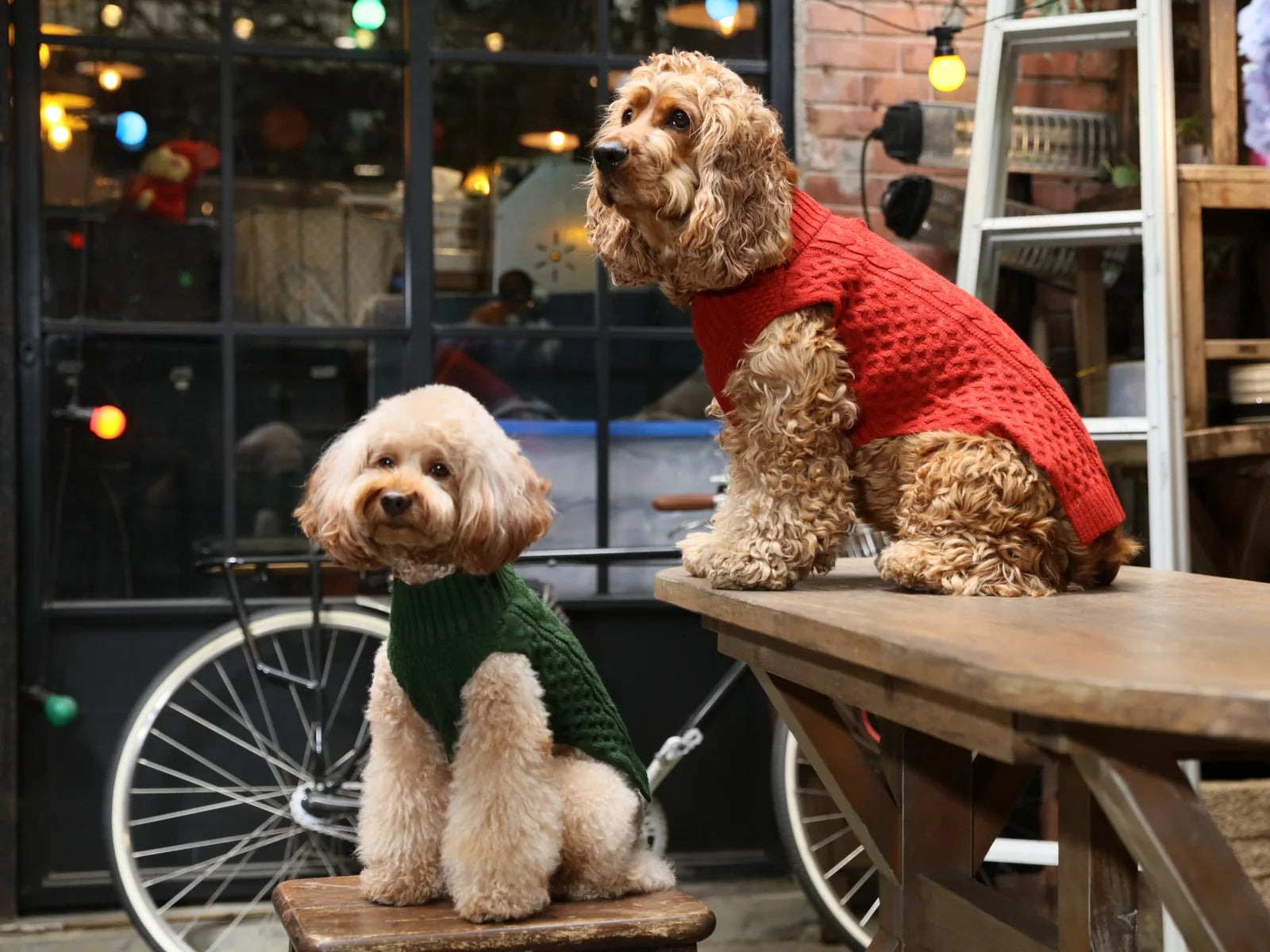 Cozy green knit sweater vest on a dog with fluffy fur, showcasing a stylish design against a vibrant backdrop.