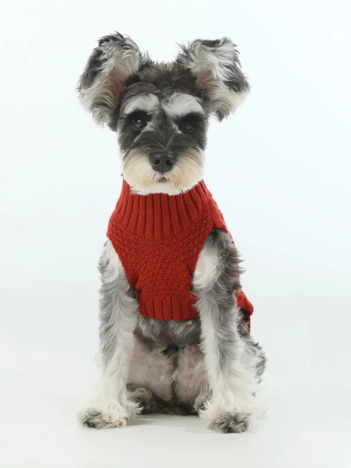 Cozy red pet sweater vest on a stylish dog, featuring a knit design and ribbed collar for warmth and comfort.