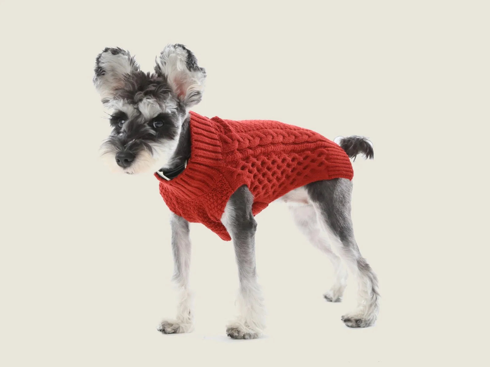 Red pet sweater vest on a cute dog, featuring a textured knit design and cozy fit, perfect for warmth and style.