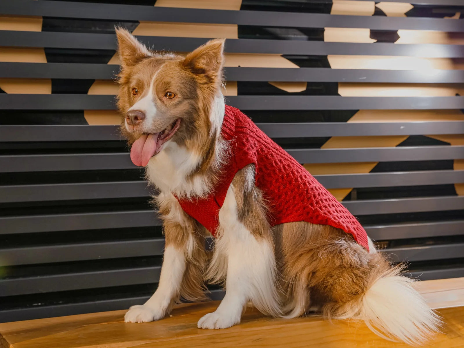 Cozy red pet sweater vest on a dog, showcasing its breathable knit design and stylish look.