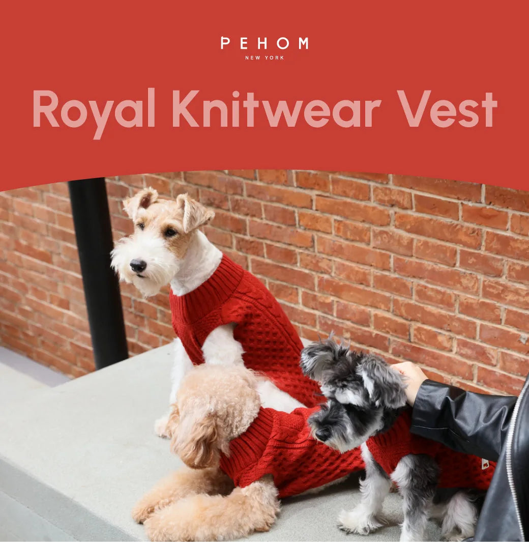 Two dogs wearing red knit pet sweater vests sit on a stone surface against a brick wall, showcasing warmth and style.