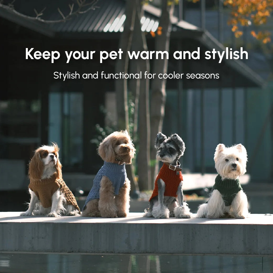 Three stylish dogs in cozy knit sweaters, featuring colors like red, blue, and green, enjoying a sunny day outdoors.