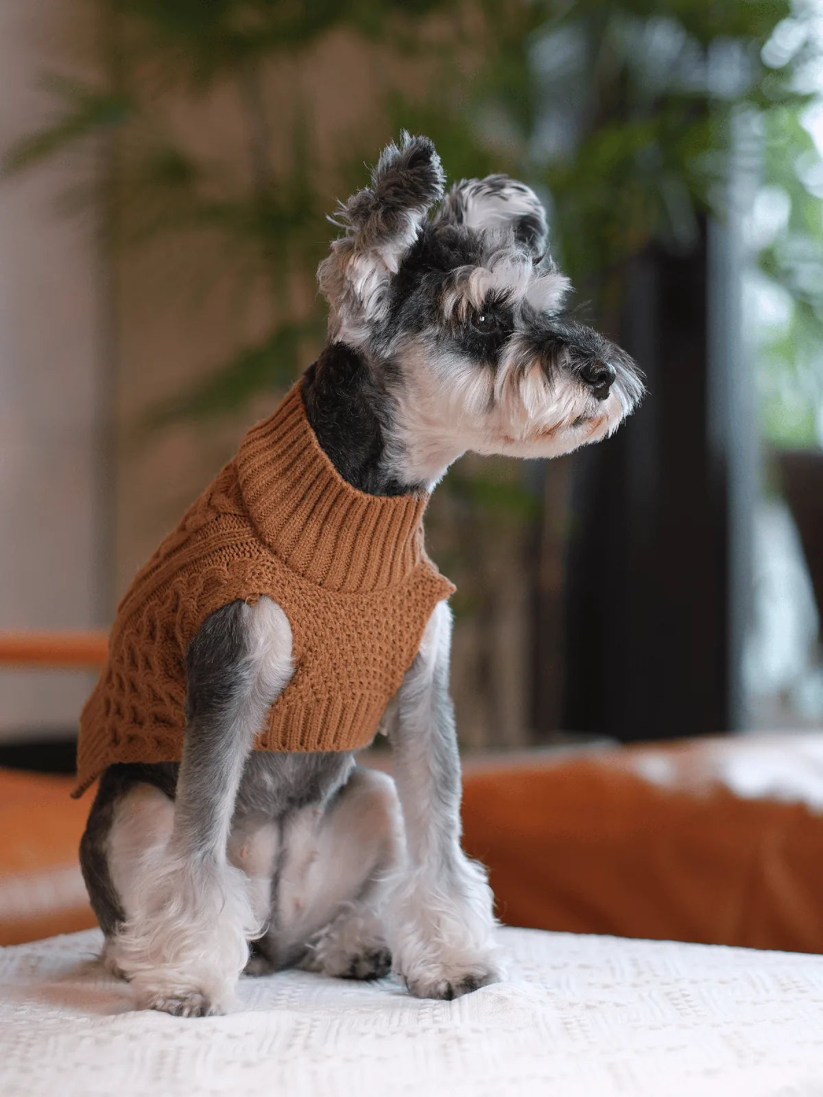 Toffee orange pet sweater vest on a dog, featuring a knitted design and breathable material for comfort.