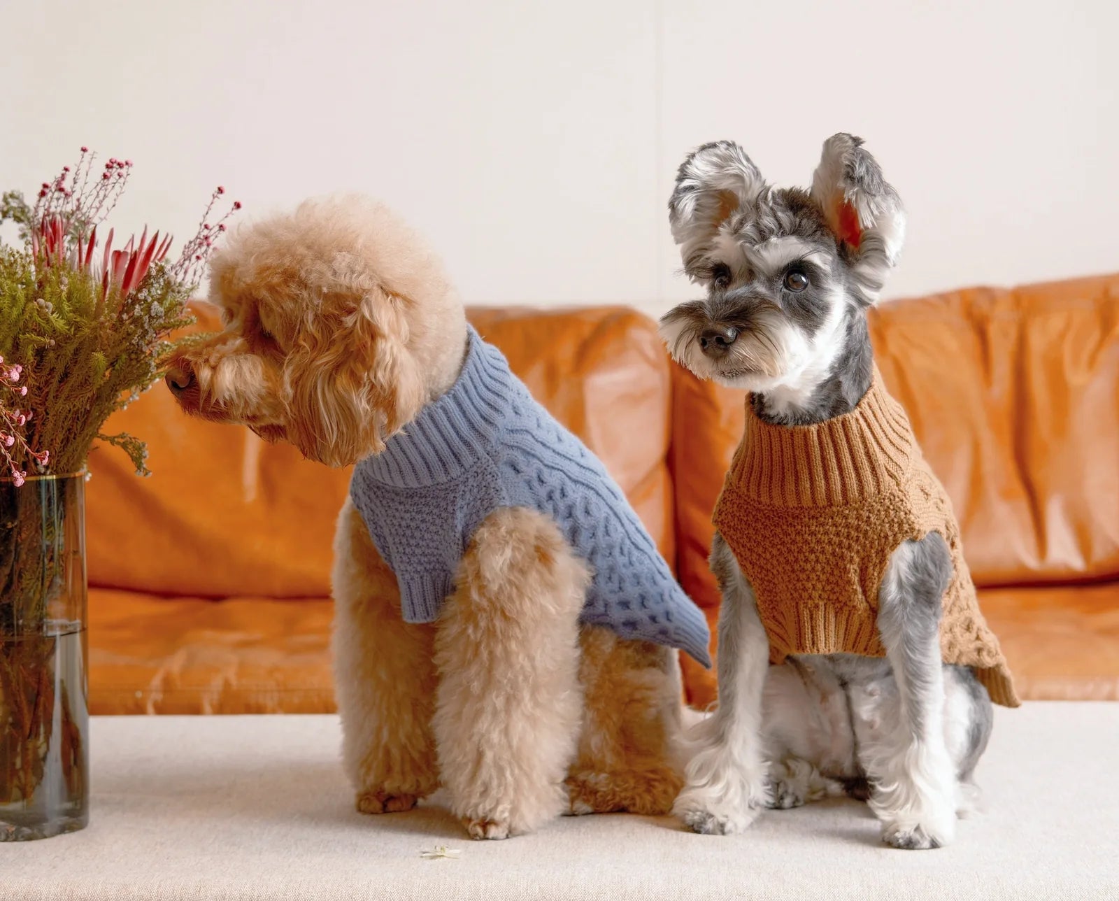 Toffee orange dog sweater vest on a Schnauzer next to a blue knit sweater on a poodle, both seated with flowers.