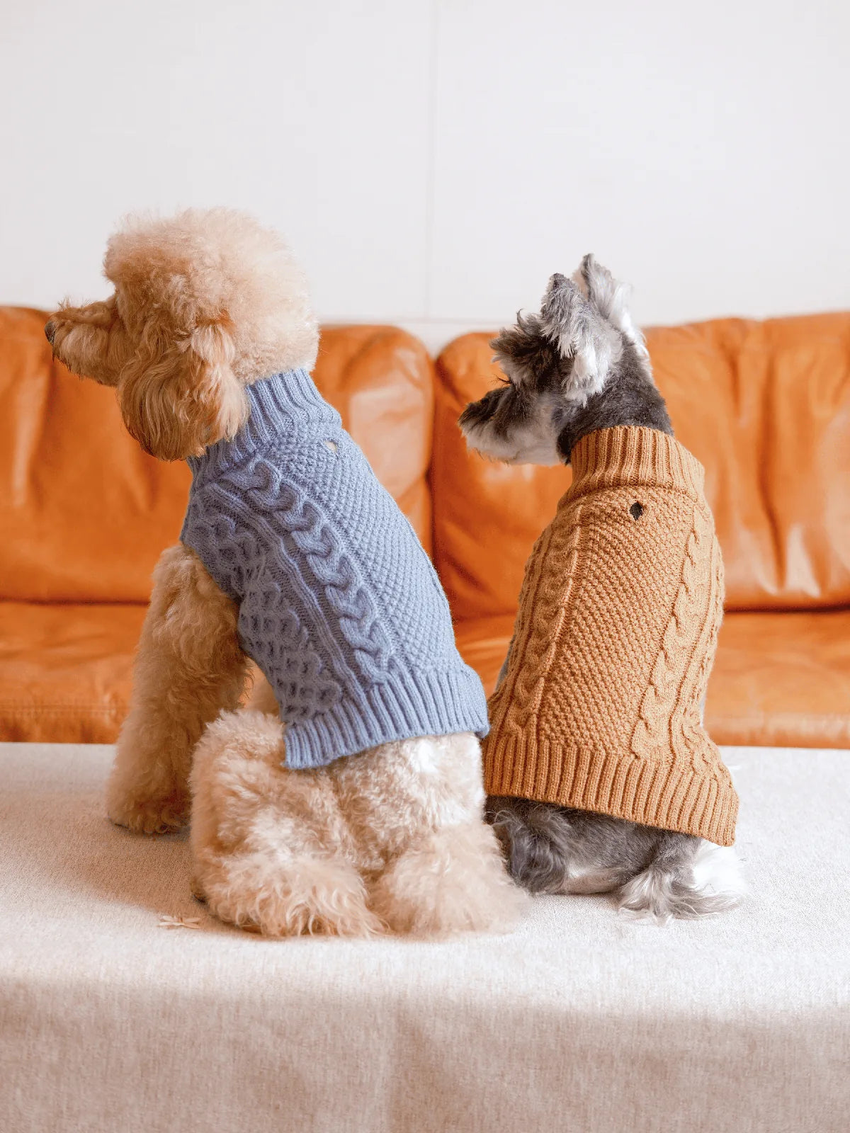 Cozy dog sweater vests in toffee orange and blue cable knit, perfect for stylish warmth during colder days.