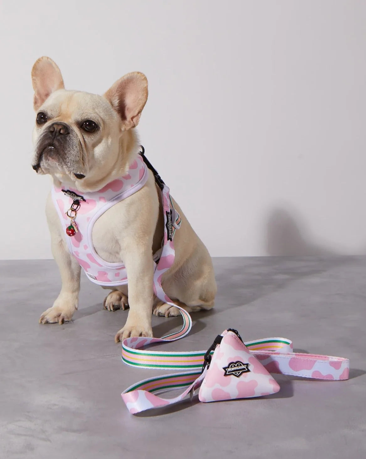 A French Bulldog sits next to a pink cow-print dog leash with a soft grip handle on a gray surface.