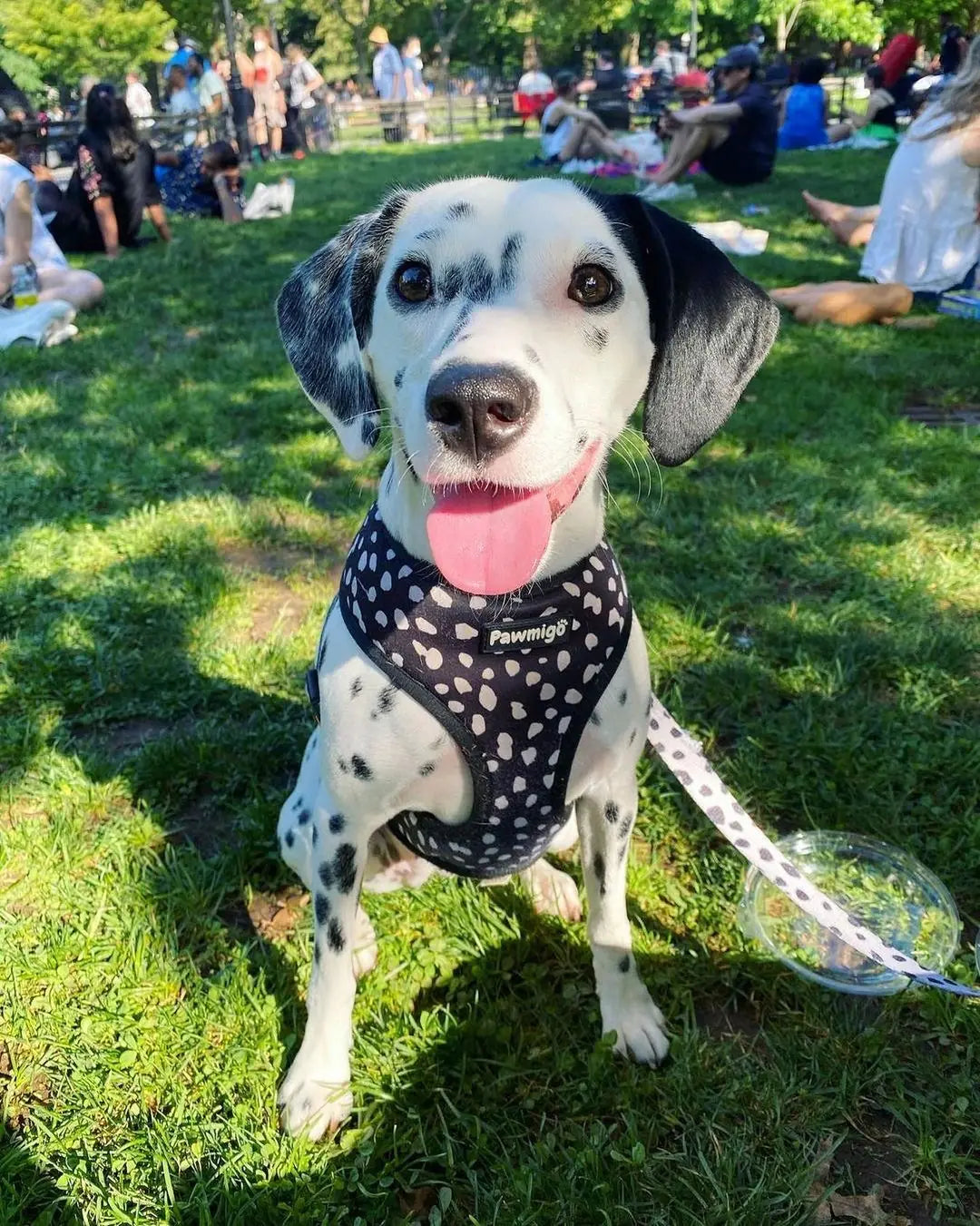 Dalmatian dog wearing a black polka dot reversible harness by Pawmigo, sitting on grass with a happy expression.