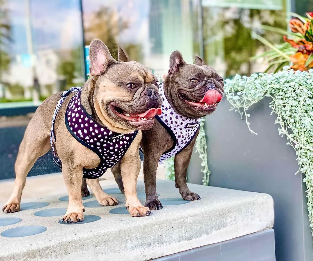 Two French Bulldogs stand on a stone surface, wearing reversible black and white polka dot harnesses, both smiling.