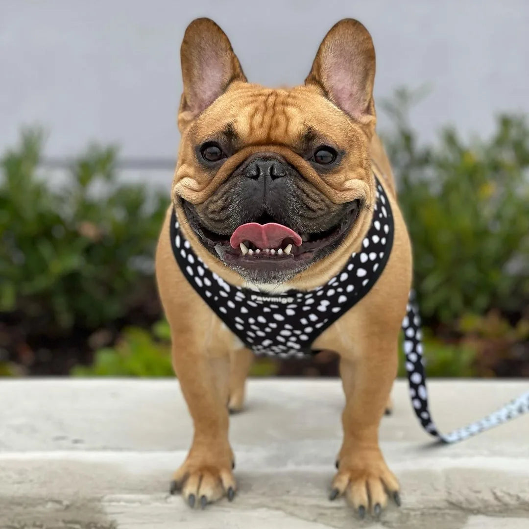 French Bulldog wearing a black and white polka dot reversible harness, smiling with a leash attached, surrounded by greenery.