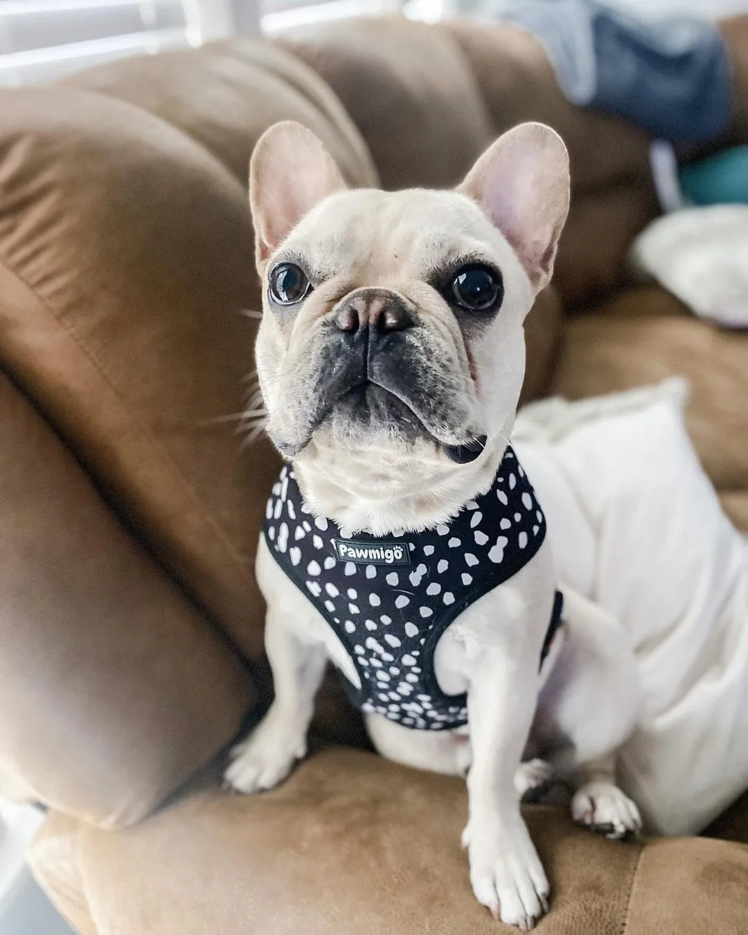 French Bulldog wearing a black and white polka dot reversible harness by Pawmigo, sitting on a brown couch.