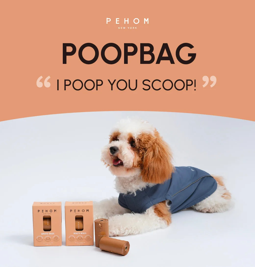 Cavalier King Charles Spaniel wearing a blue harness beside Pehom waste bag dispenser and two rolls of bags.