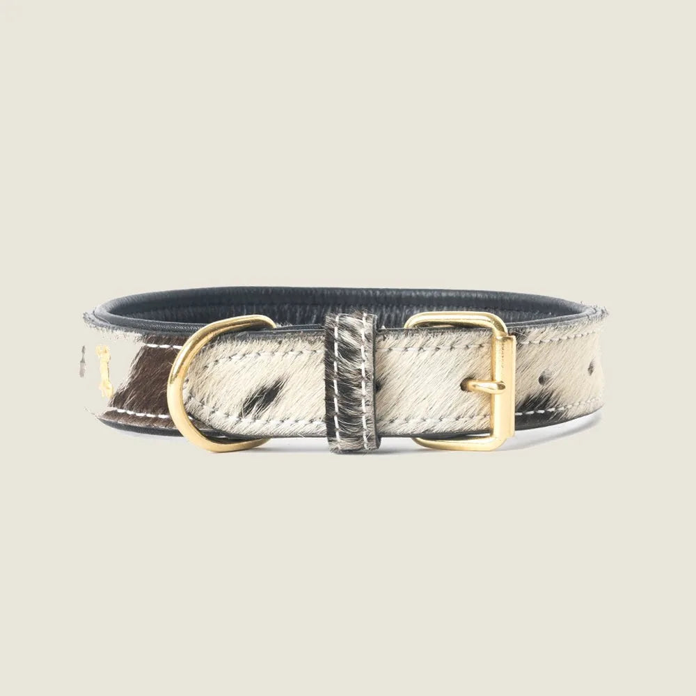 Ash and ivory studded hairon dog collar with gold buckle and rustic stitching, perfect for western-style walks.