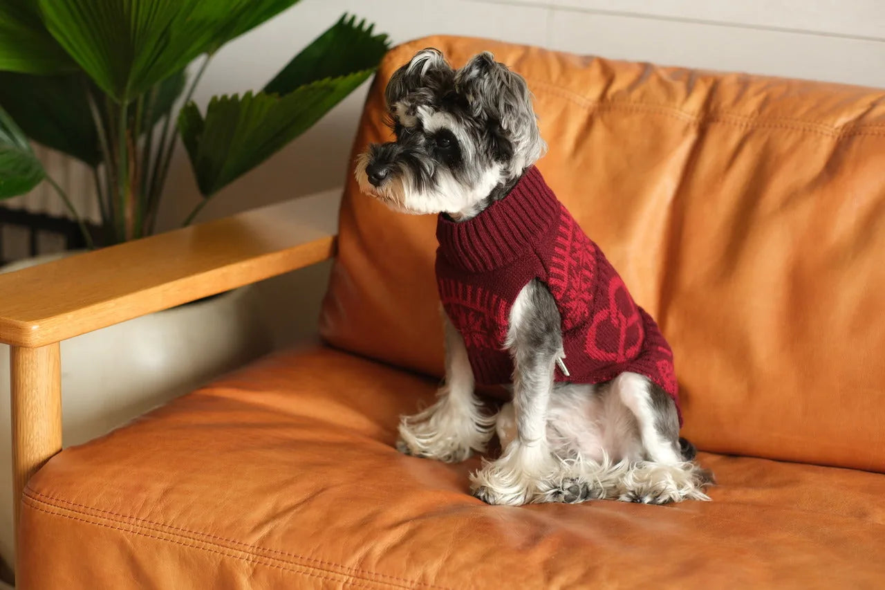 Burgundy red knit dog sweater on a pup sitting on an orange leather couch, featuring a cozy design for cooler seasons.