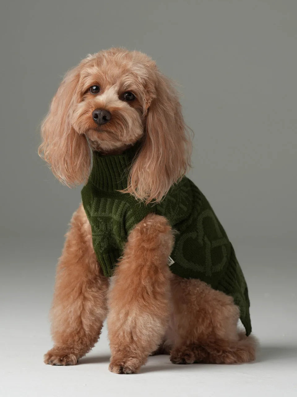 Cozy olive green knit sweater on a fluffy dog, featuring a high neckline and a stylish design for cooler seasons.