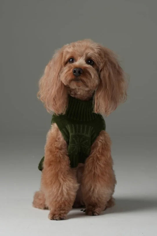 Cozy olive green knit sweater on a fluffy dog, perfect for cooler weather and easy to put on.