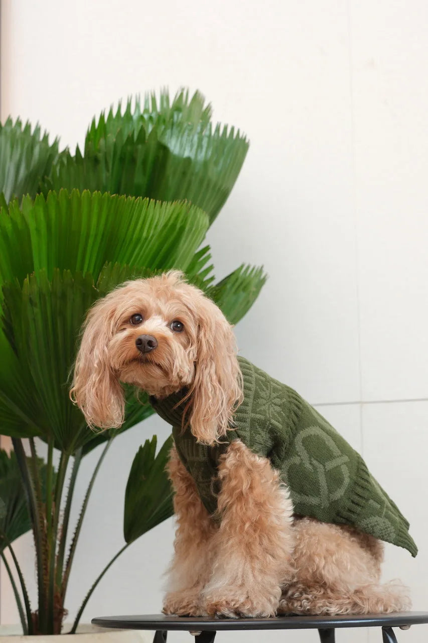 Olive green knit pet sweater on a fluffy dog, featuring a cozy design ideal for cooler seasons.