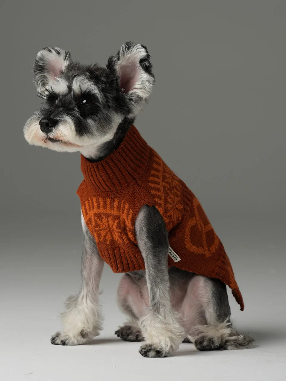 Schnauzer wearing a toffee orange knitted pet sweater with a textured design, showcasing warmth and style.