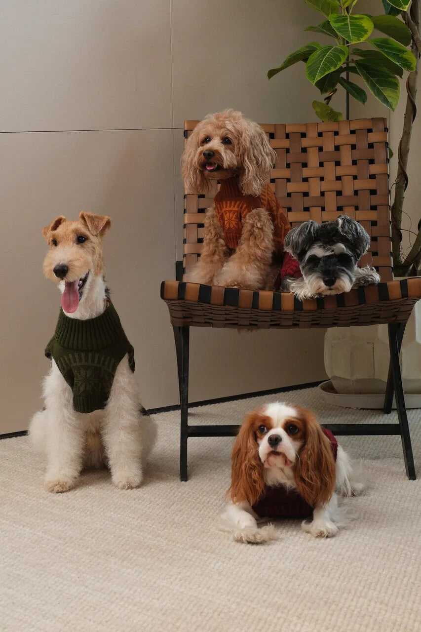 Four dogs in cozy sweaters pose together, showcasing a toffee orange Pretzel Pet Sweater among other stylish designs.