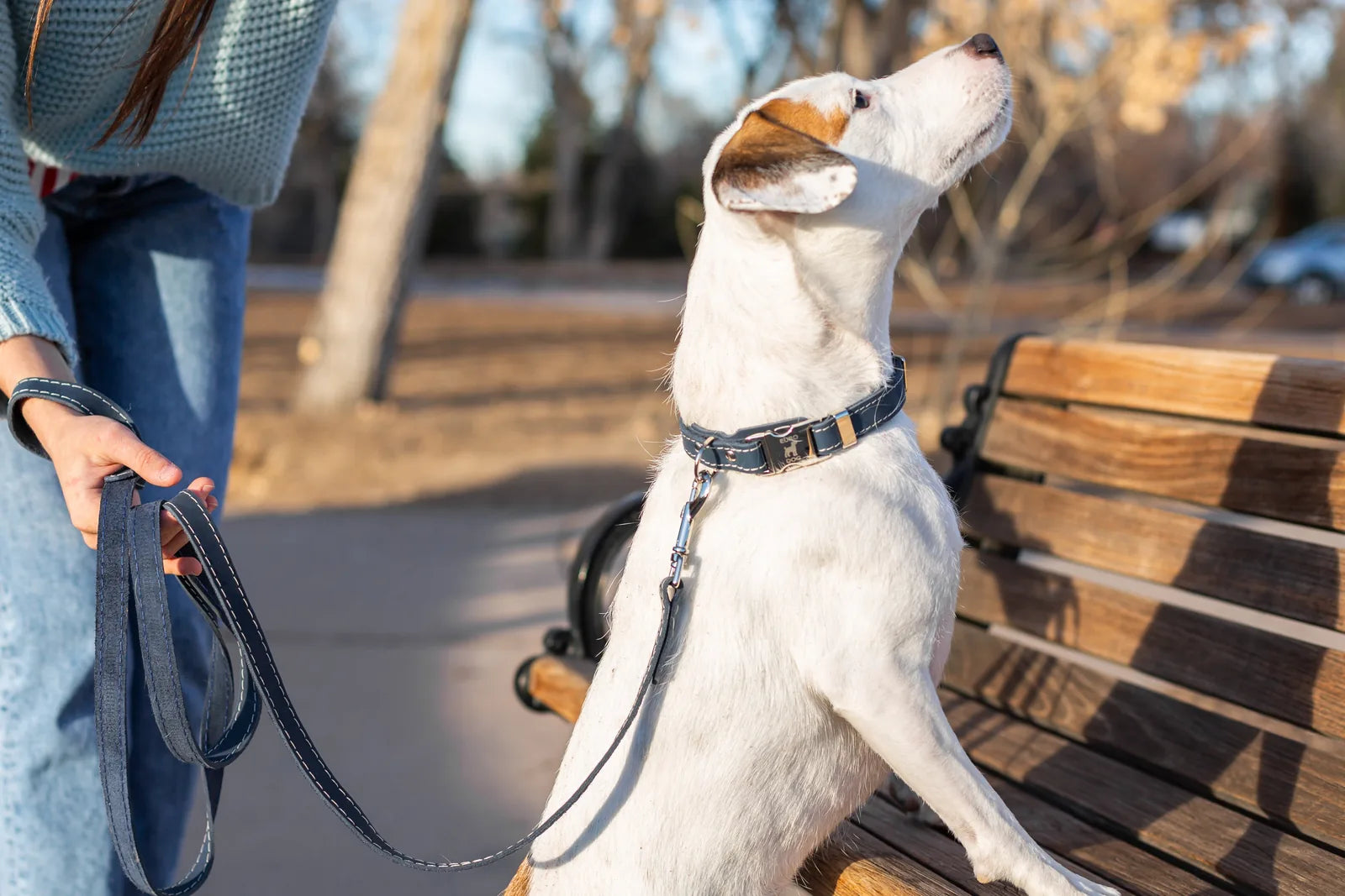 Leather dog leash in blue jeans color held by a person, with a dog sitting on a bench in a sunny outdoor park setting.