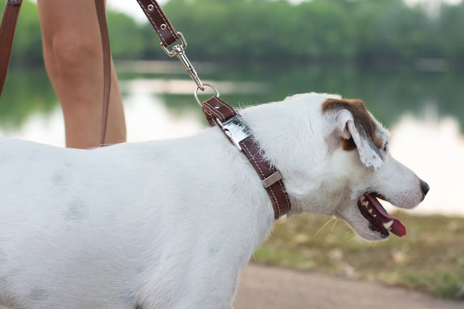 Brown leather leash attached to a white dog, showcasing the fine craftsmanship and durable materials by Euro-Dog Collars a...