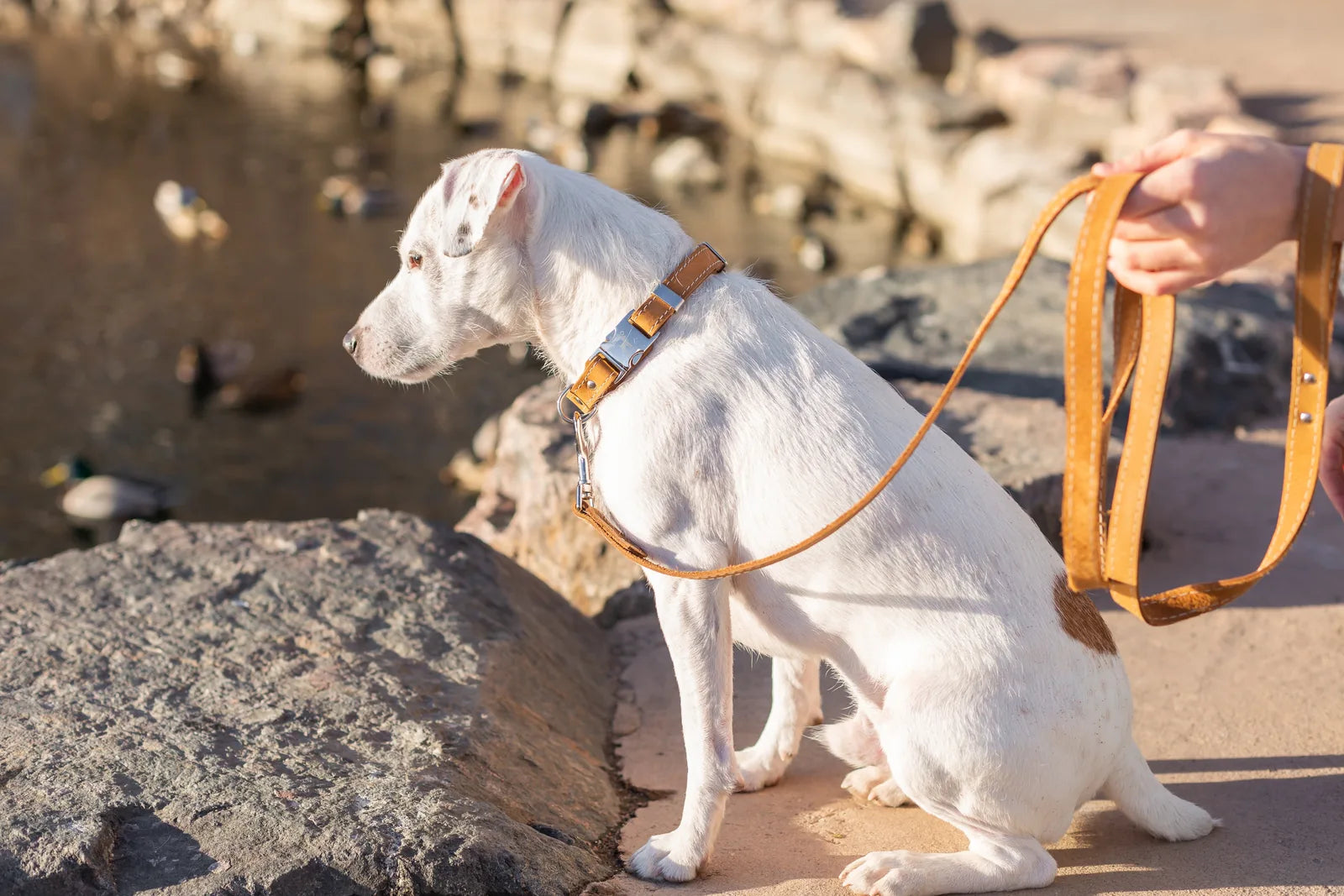 Khaki leather dog leash held by a person, with a white dog seated on a rocky shore, ducks visible in the background.