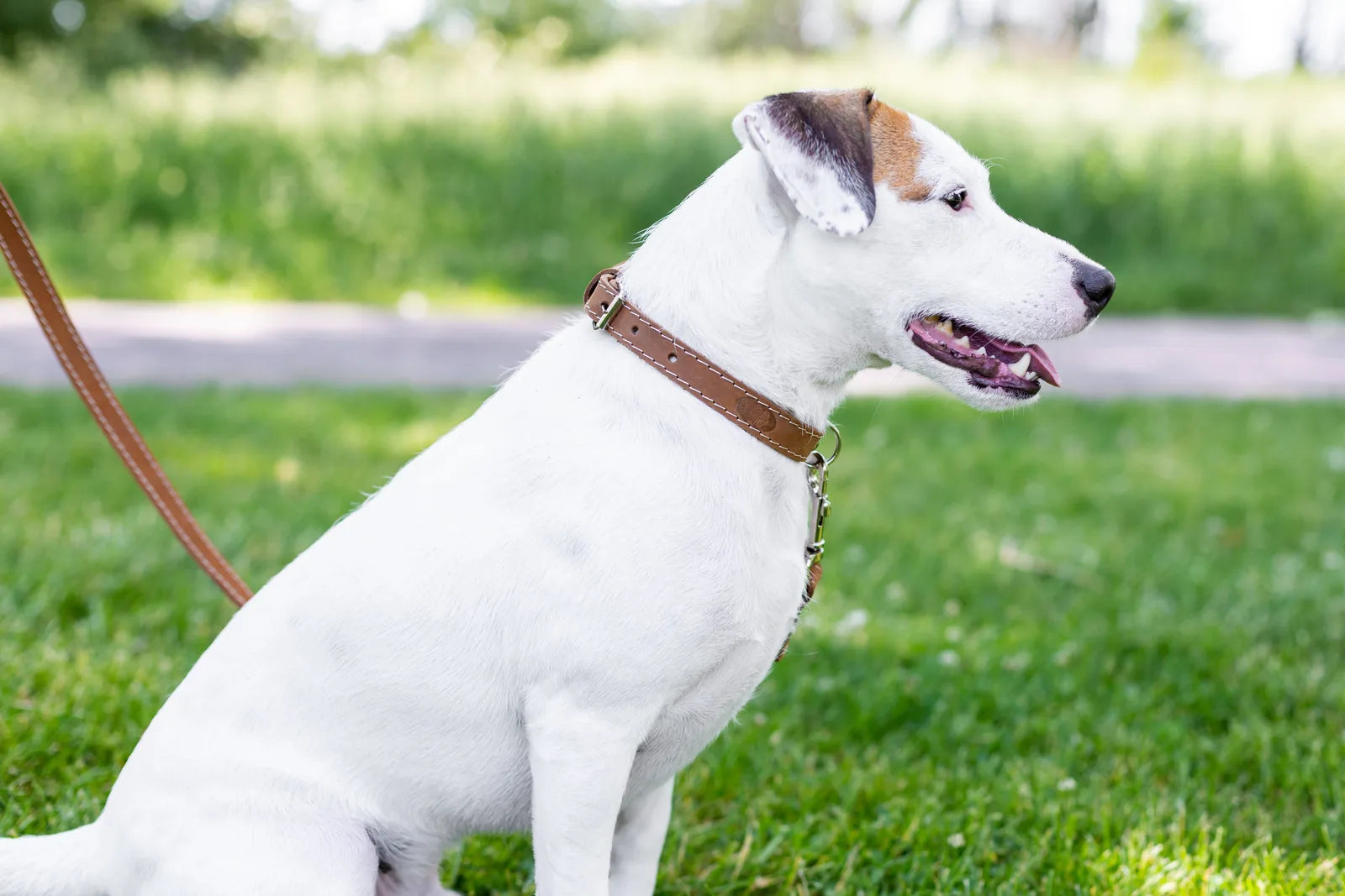White dog wearing a soft brown leather collar, with a matching leash, seated on green grass in a sunny outdoor setting.