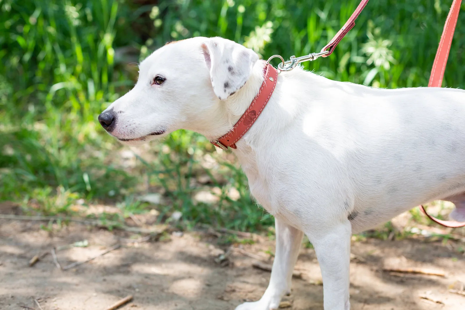 White dog wearing a soft coral leather collar and leash set, set against a lush green background.