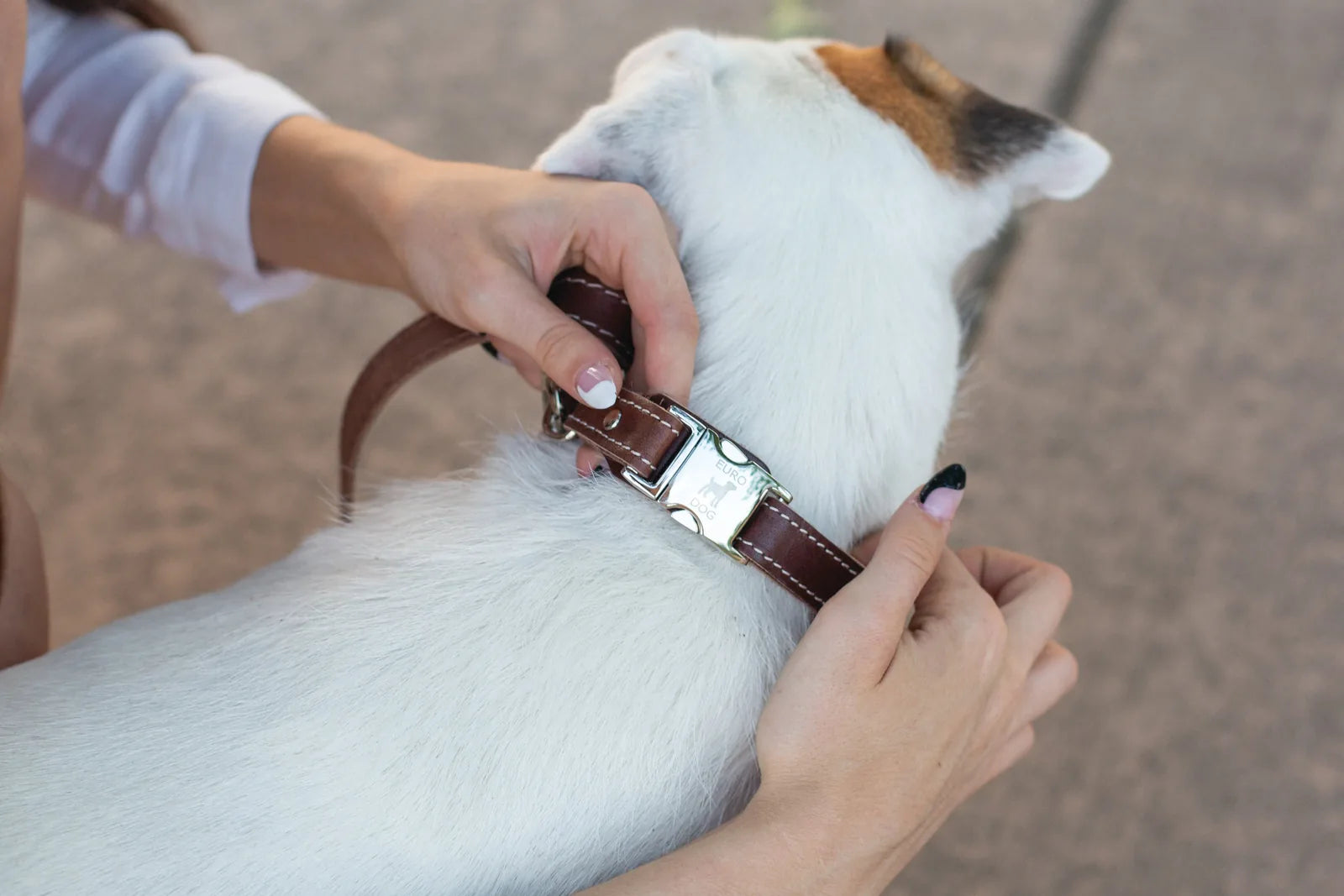 Brown leather dog collar with metal quick-release buckle being adjusted on a small white dog.