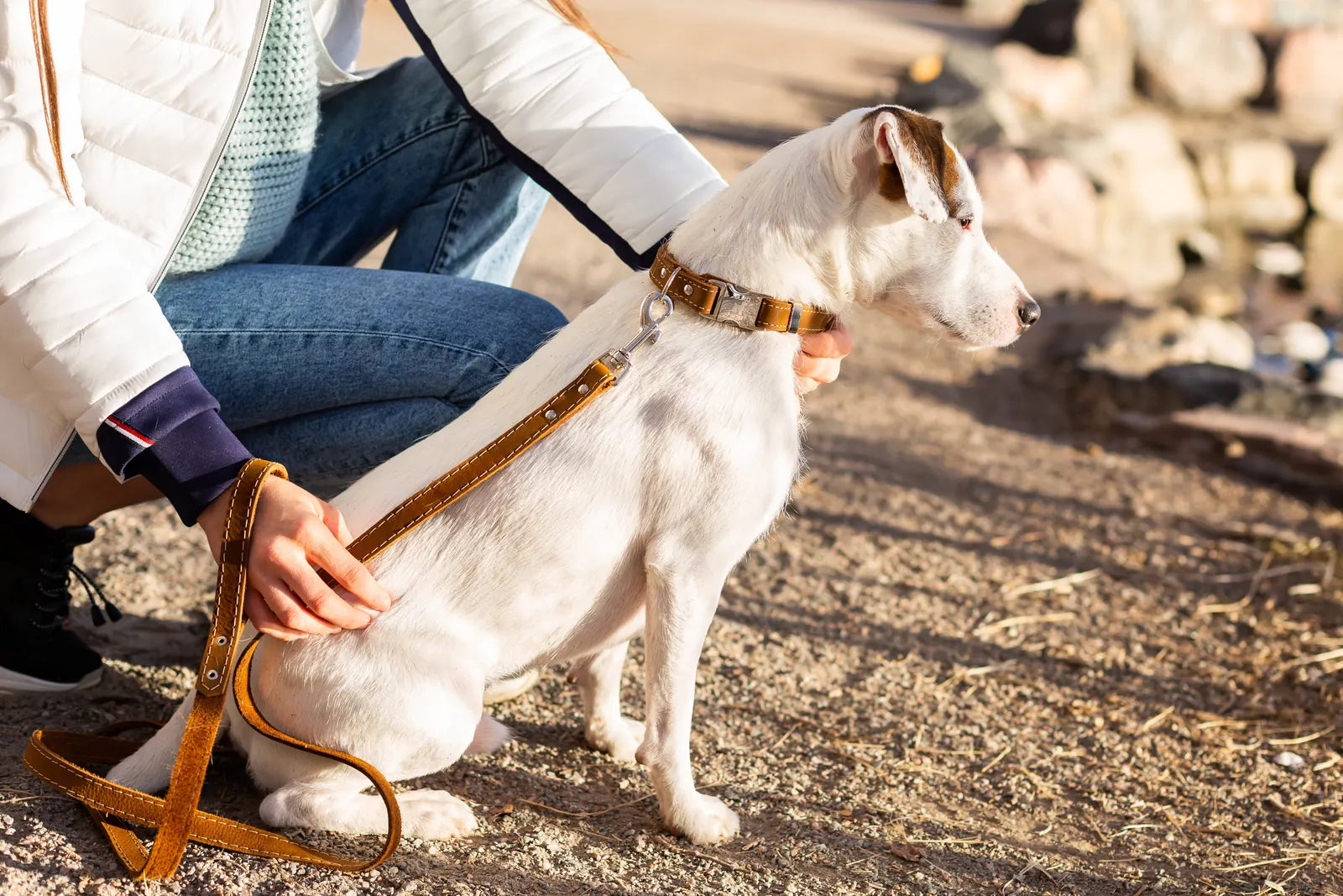 Earth brown leather dog collar with metal buckle, secured on a white dog, while a person adjusts the leash.