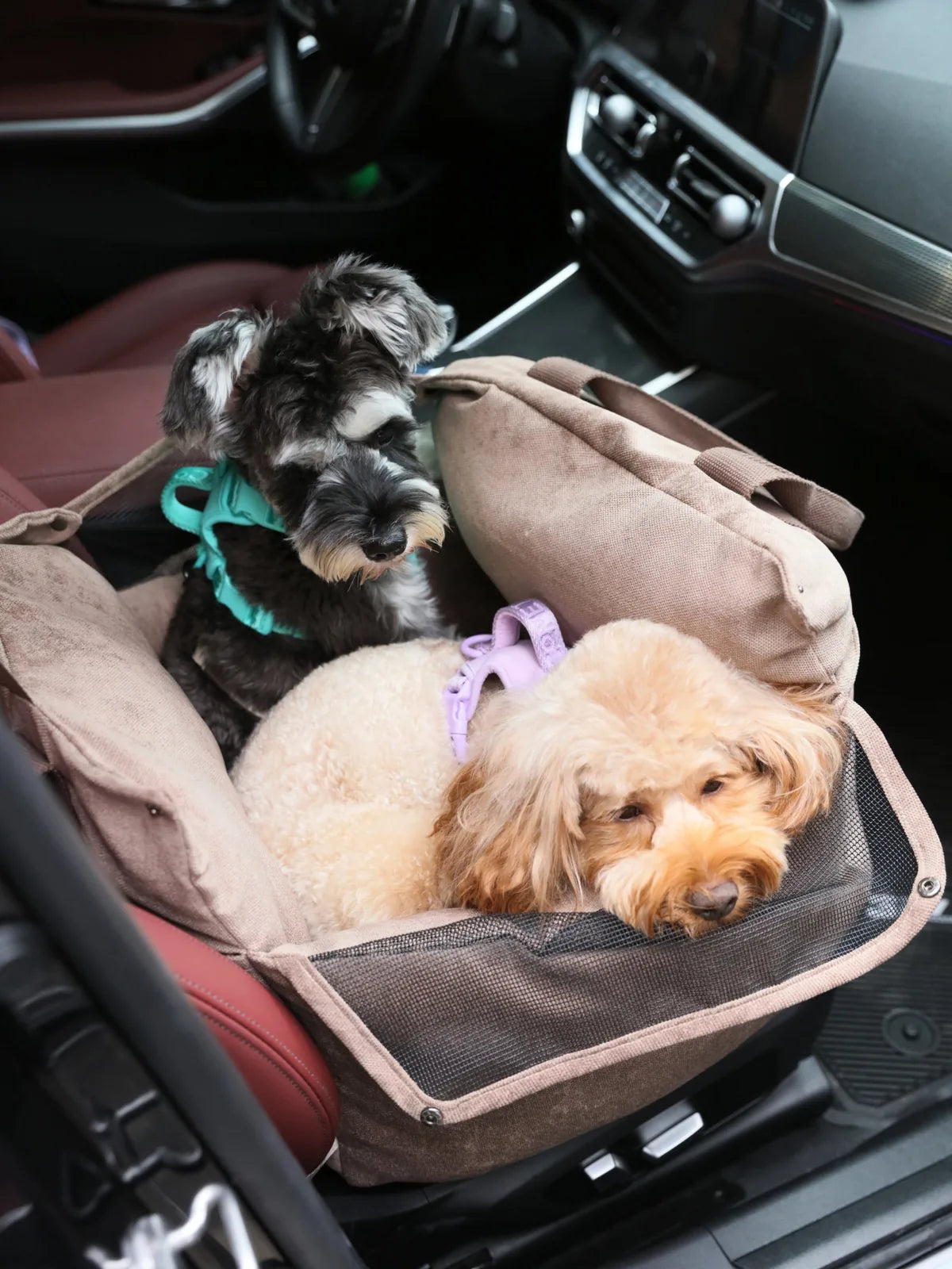 Two small dogs comfortably resting in a beige Puff Guard dog car seat, secured in a vehicle with a sleek interior.