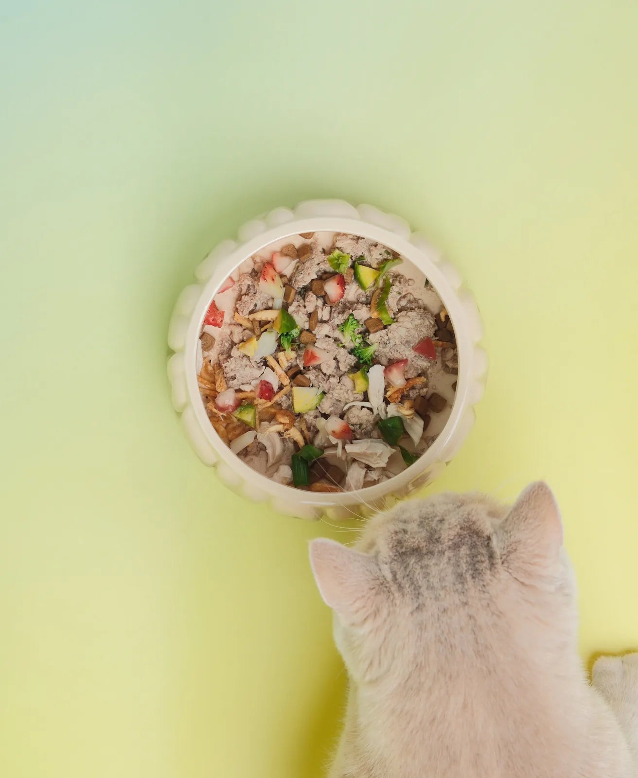 Gradient olive ceramic pet bowl filled with mixed food, viewed from above with a light-colored cat nearby.