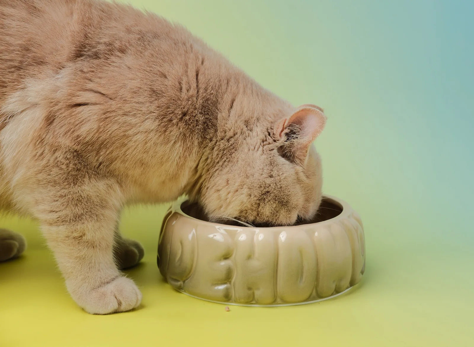 Ceramic pet bowl in Gradient Olive with a spill-proof design, ideal for feeding small to medium dogs and cats.