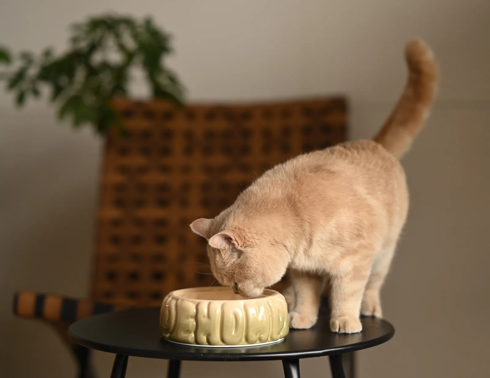 Ceramic gradient olive pet bowl with spill-proof rim, designed for small to medium dogs and cats.