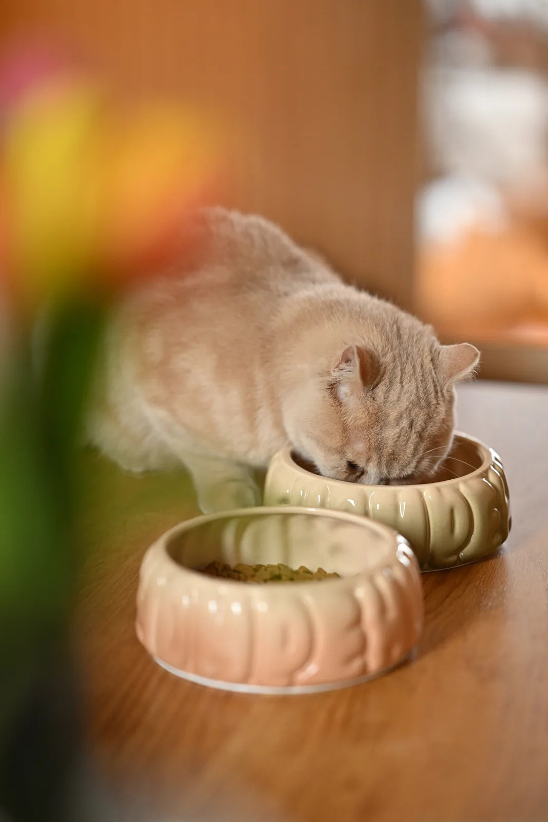 Ceramic Puff Pet Bowls in Gradient Olive and Caramel with a cat feeding, showcasing their smooth arc shape.