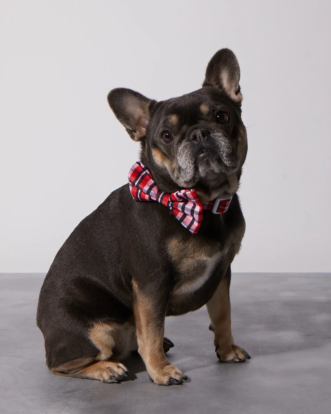 French Bulldog wearing a red and black plaid bowtie, showcasing the Puppy Love Plaid Dog Collar by RUFFHAUS NYC.