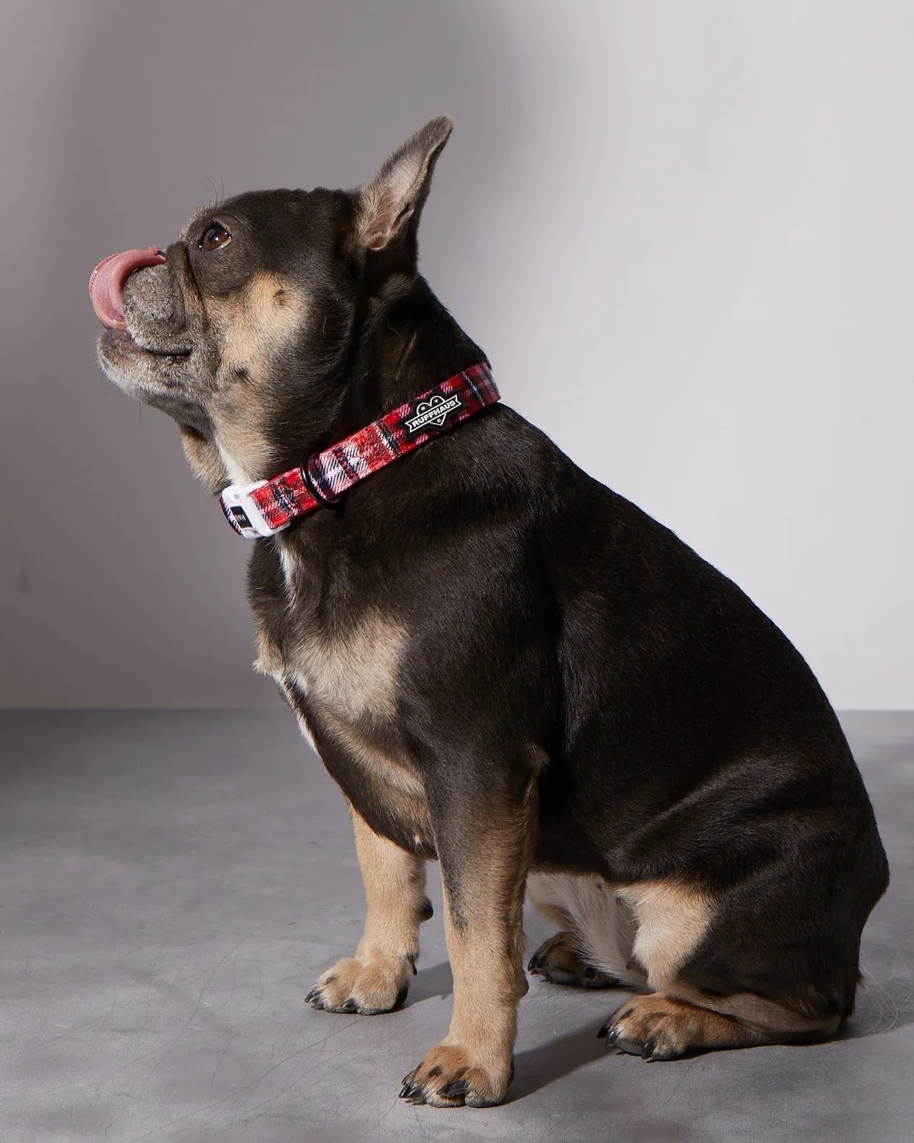 Plaid dog collar with a matching bowtie on a French Bulldog, showcasing red and black patterns against a gray background.