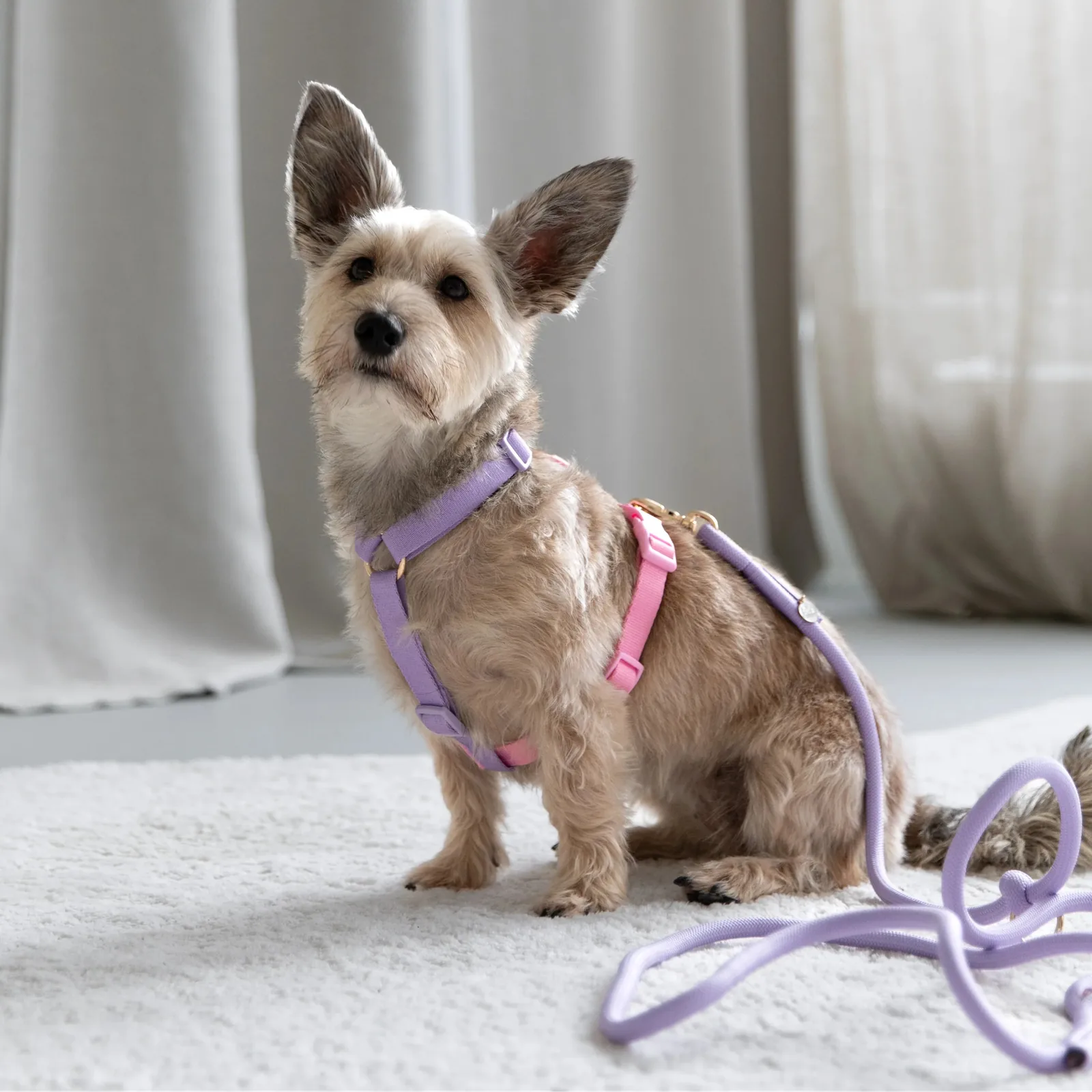 Lightweight rainbow dog harness in lavender and pink, featuring gold hardware, shown on a small dog against a soft backdrop.