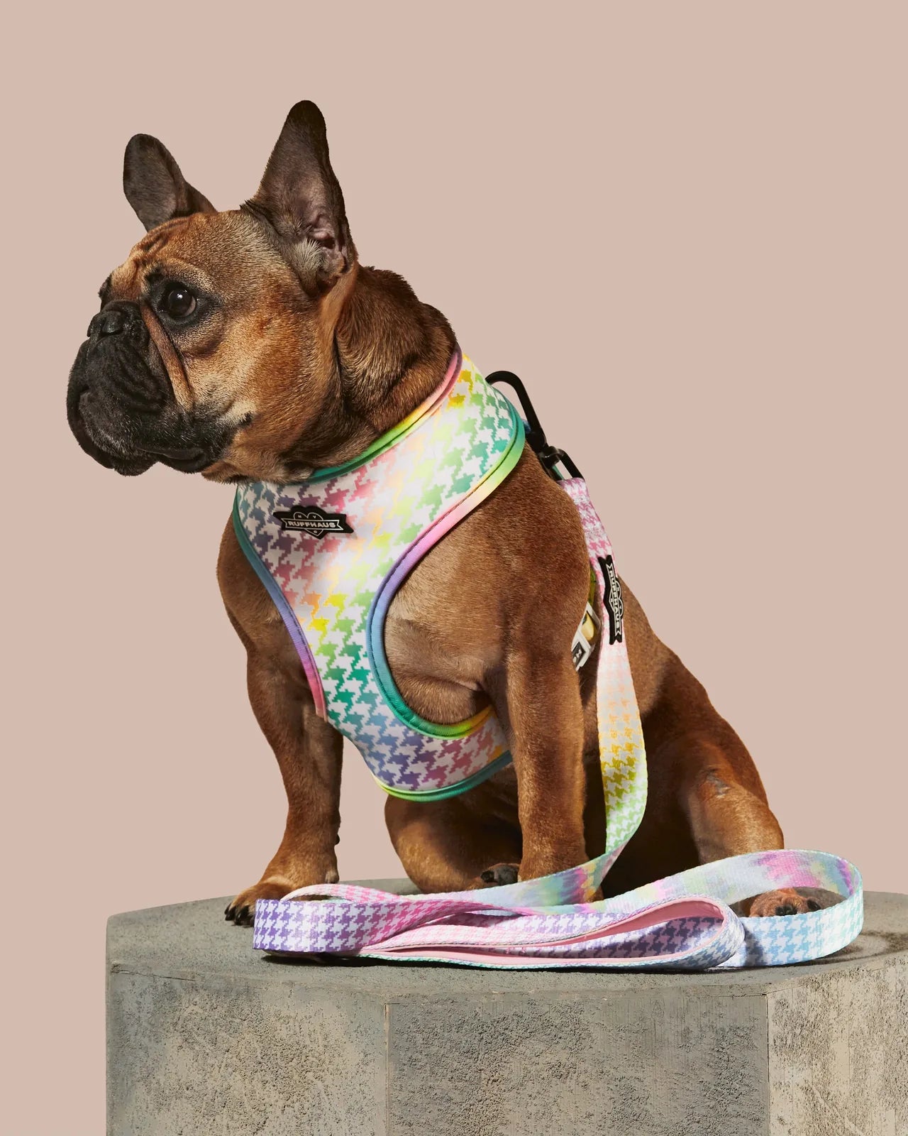 Rainbowtooth dog leash in pastel houndstooth pattern, paired with a dog harness, showcasing comfort and style.