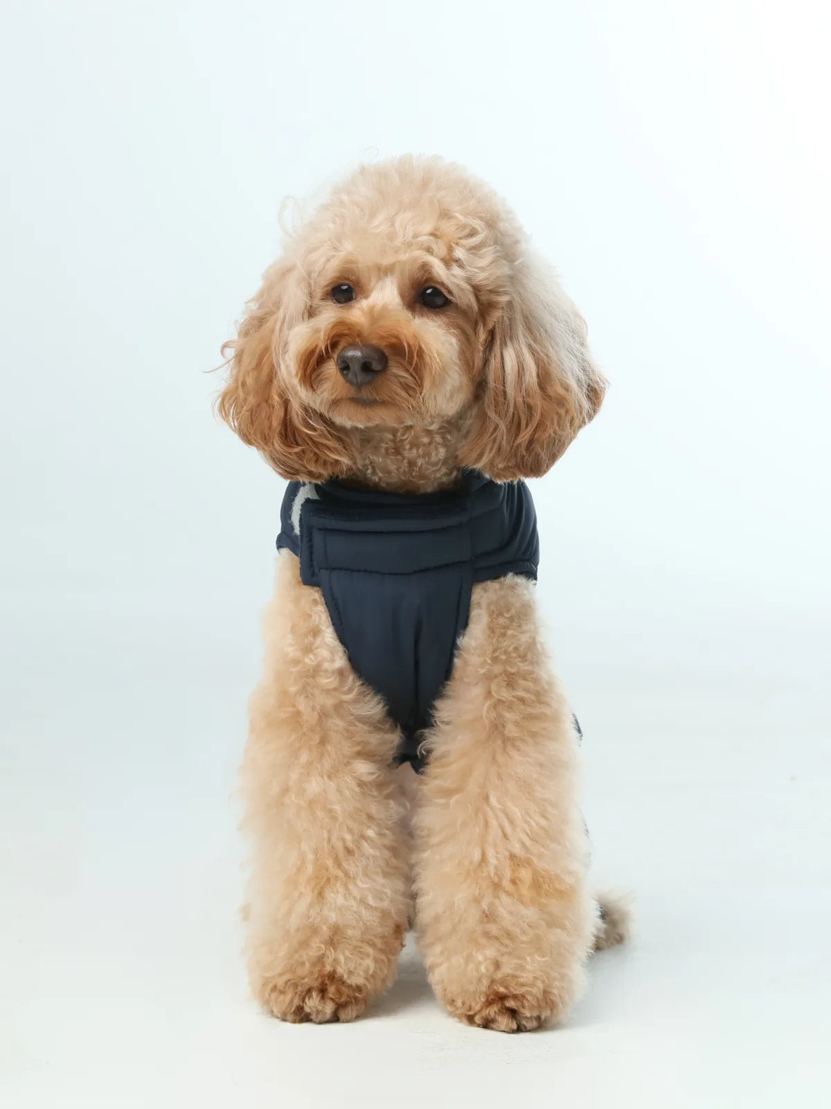 Reversible blue dog vest jacket on a fluffy dog, showcasing a snug fit and warm fleece lining for winter comfort.