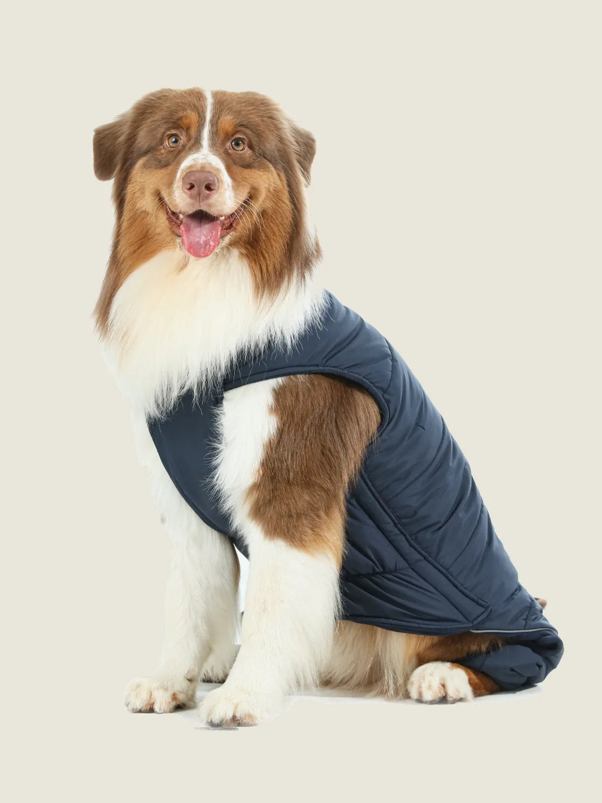Brown and white dog wearing a blue reversible vest jacket, showcasing warm fabric and a snug fit, sitting against a light...