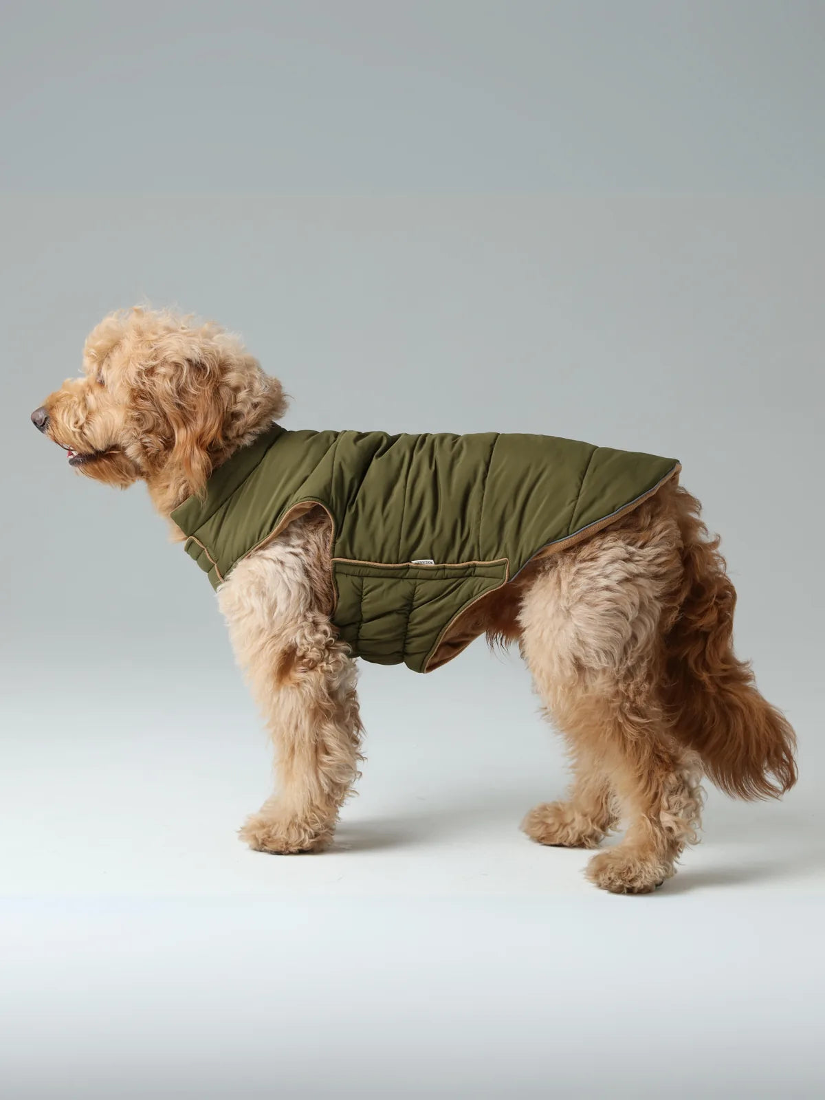 Reversible green and brown dog vest jacket on a fluffy dog, featuring a windproof design and snug fit.