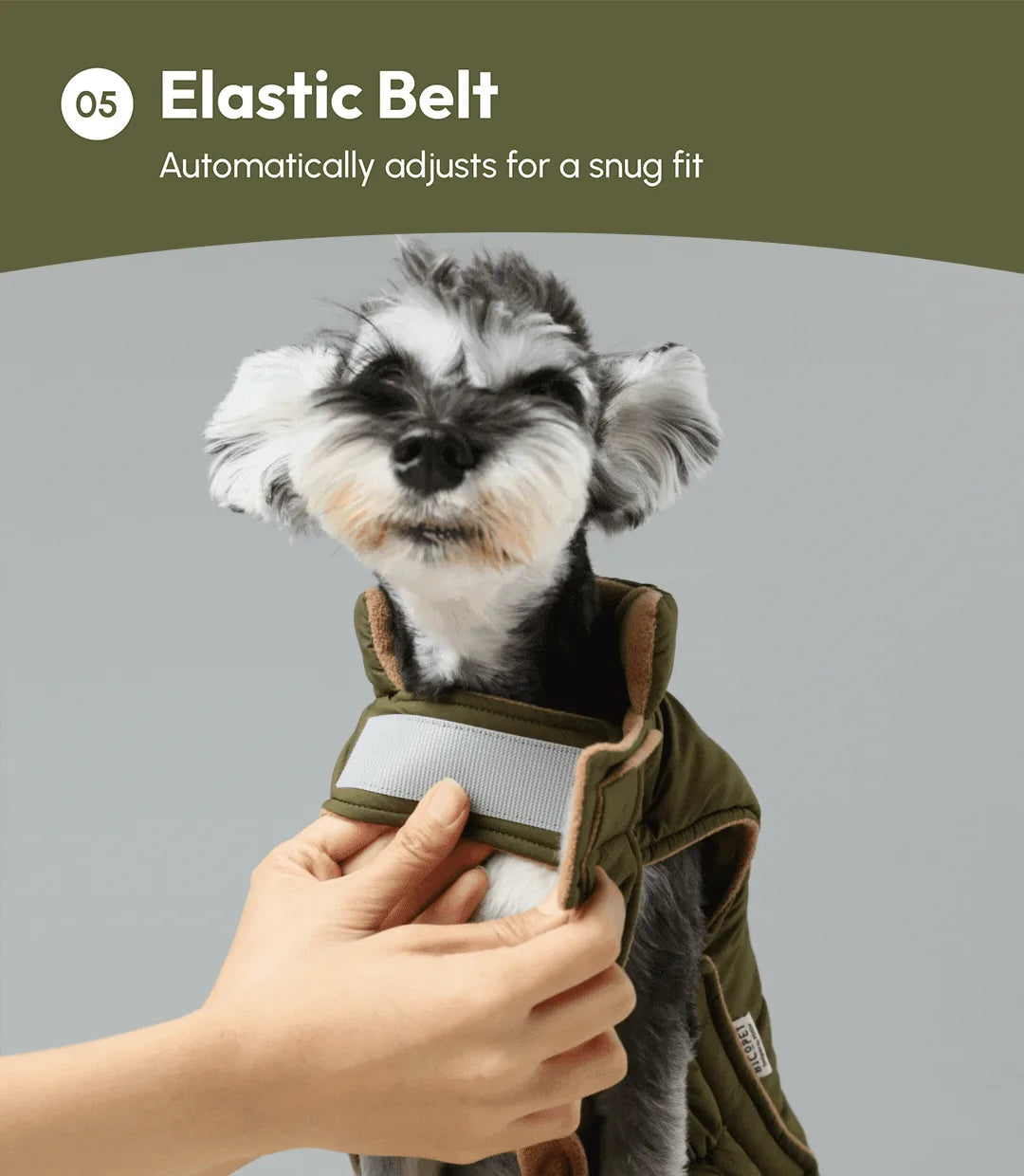 Dog wearing a green reversible vest jacket with an elastic belt being adjusted for a snug fit.